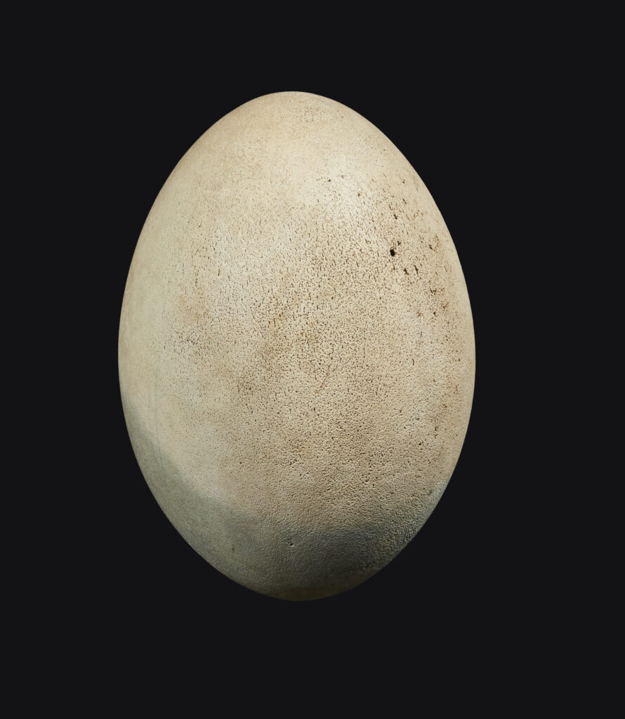 K2192-0001_Adjugé 17 000 €_TRÈS RARE OEUF D'ÆPYORNIS MAXIMUS_Non éclos, complet, intact et sans restauration