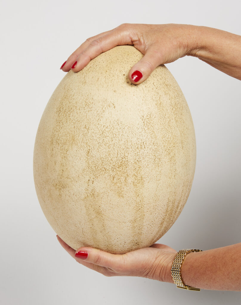 L0295-0002_Adjugé 23 000 €_RARE OEUF D'ÆPYORNIS MAXIMUS_Non éclos, complet, intact, sans aucune restauration. La coquille en très bel état. Hauteur : 28,5 cm, largeur 21 cm